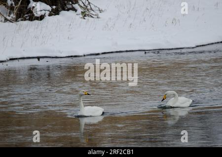 Er schwänzt Cygnus cygnus. Der Fluss Setsurigawa. Kushiro. Hokkaido. Japan. Stockfoto