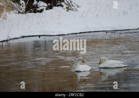 Er schwänzt Cygnus cygnus. Der Fluss Setsurigawa. Kushiro. Hokkaido. Japan. Stockfoto