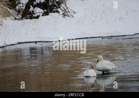 Er schwänzt Cygnus cygnus. Der Fluss Setsurigawa. Kushiro. Hokkaido. Japan. Stockfoto