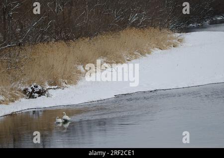 Wer schwingt Cygnus cygnus im Fluss Setsurigawa. Kushiro. Hokkaido. Japan. Stockfoto