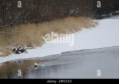 Der Hupenschwan Cygnus cygnus im Fluss Setsurigawa. Kushiro. Hokkaido. Japan. Stockfoto