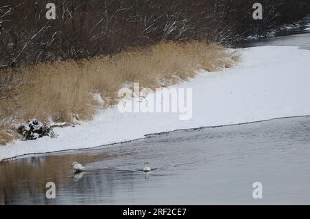 Der Hupenschwan Cygnus cygnus im Fluss Setsurigawa. Kushiro. Hokkaido. Japan. Stockfoto