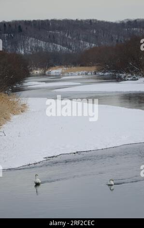 Wer schwingt Cygnus cygnus im Fluss Setsurigawa. Kushiro. Hokkaido. Japan. Stockfoto