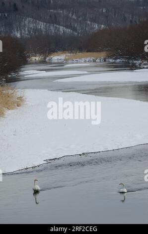 Wer schwingt Cygnus cygnus im Fluss Setsurigawa. Kushiro. Hokkaido. Japan. Stockfoto