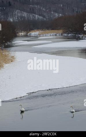 Wer schwingt Cygnus cygnus im Fluss Setsurigawa. Kushiro. Hokkaido. Japan. Stockfoto