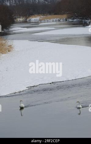 Wer schwingt Cygnus cygnus im Fluss Setsurigawa. Kushiro. Hokkaido. Japan. Stockfoto