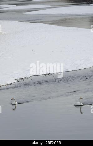 Wer schwingt Cygnus cygnus im Fluss Setsurigawa. Kushiro. Hokkaido. Japan. Stockfoto