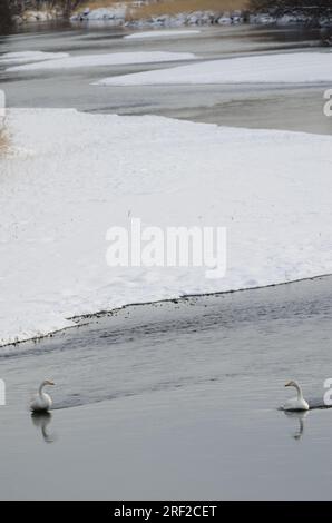 Wer schwingt Cygnus cygnus im Fluss Setsurigawa. Kushiro. Hokkaido. Japan. Stockfoto