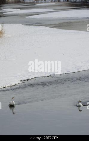 Wer schwingt Cygnus cygnus im Fluss Setsurigawa. Kushiro. Hokkaido. Japan. Stockfoto