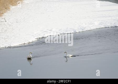 Wer schwingt Cygnus cygnus im Fluss Setsurigawa. Kushiro. Hokkaido. Japan. Stockfoto