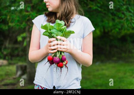 Ein Mädchen mit einem Haufen Radieschen, frisch aus dem Garten gepflückt Stockfoto