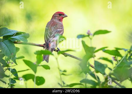 Nahaufnahme des Rosenfinkens, eines Passanten mit braunem Rücken und rotem Kopf, hoch oben auf einem Zweig. Frische grüne Blätter. Gelber Hintergrund. Stockfoto