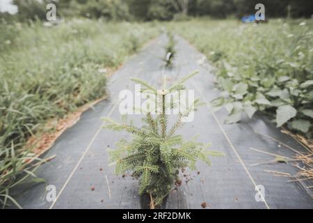 Baby christmas Tree Sapling in schwarzer Plane Stockfoto