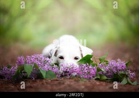 Porträt eines Hundes, der in einem Fliederbaum sitzt. Stockfoto