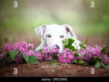 Porträt eines Hundes, der in einem Fliederbaum sitzt. Stockfoto