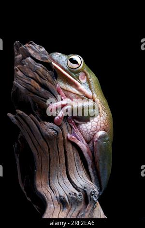 Der Baumfrosch mit weißen Lippen ist der größte Baumfrosch der Welt Stockfoto