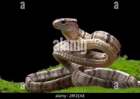 Hundezahnkatzenschlange in Angriffsposition Stockfoto