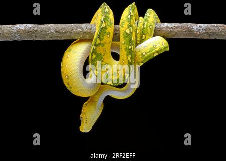 Grüner Baum Phyton mit schwarzem Hintergrund Stockfoto