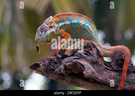 Das Panther Chamäleon (Furcifer pardalis) auf einem Ast Stockfoto