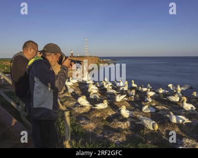 nördliche Tölpel (Sula bassana, Morus bassanus), zwei Fotografen, die Bilder von Bruttölpeln auf dem Brutgestein machen, Deutschland, Stockfoto