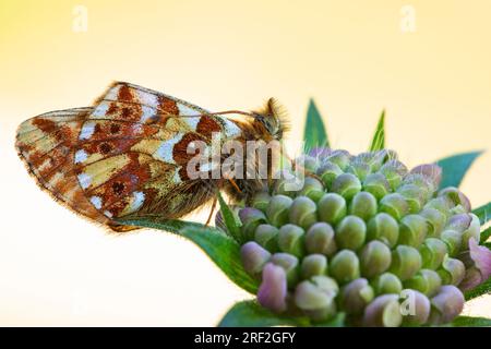 Shepherd's Fritillary (Boloria blales), sitzt auf einem schäbigen Feld, Seitenansicht, Schweiz, Wallis Stockfoto