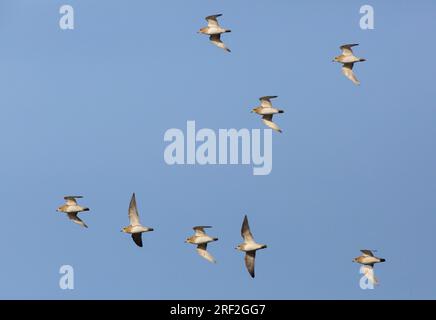 Europäischer Goldpfeifer (Pluvialis apricaria), Gruppe im Flug, Niederlande, Frisia Stockfoto