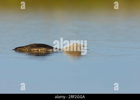 Rotkehltaucher (Gavia stellata), Erwachsener im Sommer Gefieder auf der Tundra-Lagune, rufend, USA, Alaska, Seward-Halbinsel Stockfoto