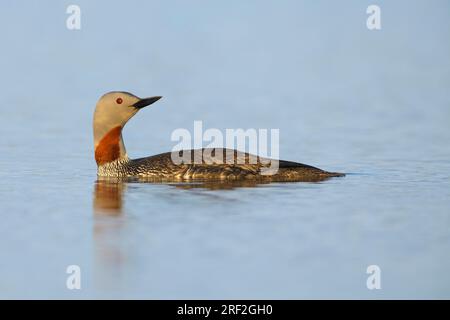 Rotkehltaucher (Gavia stellata), Erwachsener im Sommergefieber auf der Tundra-Lagune, USA, Alaska, Seward-Halbinsel Stockfoto