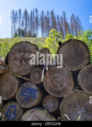 Kaiserfichte (Picea abies), gefällt, verendete Fichten, Walddieback in Harz, Deutschland, Niedersachsen, Harz Stockfoto