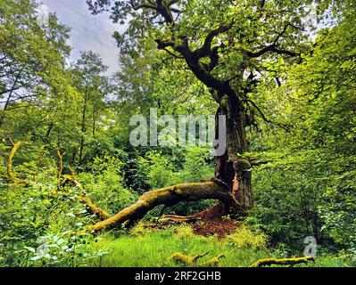 Eiche (Quercus spec.), alter gefallener Baum in Urwald Sababurg, Deutschland, Hessen, Naturpark Reinhardswald Stockfoto