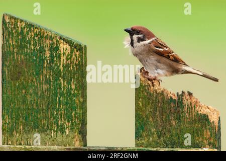 Eurasischer Baumspatz (Passer montanus), auf einem Gartenzaun, Niederlande, Frisia Stockfoto