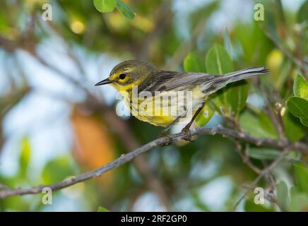 Prairie Warbler (Setophaga-Verfärbung), männlicher Erwachsener auf einem Ast, USA, Florida Stockfoto