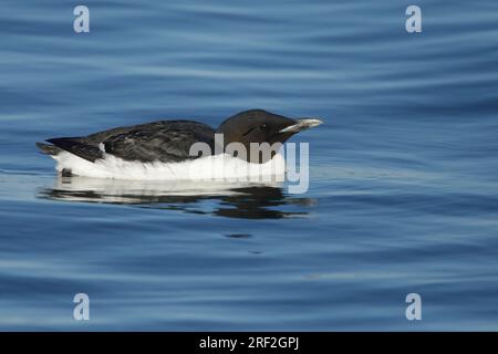 Bruennichs Guillemot, DickschnabelMurre (Uria lomvia), Erwachsener, der auf dem Meer schwimmt, USA, Alaska, Seward Halbinsel Stockfoto