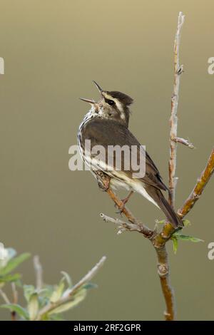 nördlicher Wassersoor (Seiurus noveboracensis, Parkesia noveboracensis), männlicher Gesang auf einem Zweig, USA, Alaska, Seward Halbinsel Stockfoto