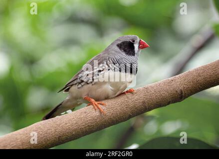 Australischer zebrafink (Taeniopygia guttata castanotis, Taeniopygia castanotis, Poephila guttata castanotis), Rasse, auf einem Zweig sitzend, Deutschland, Stockfoto