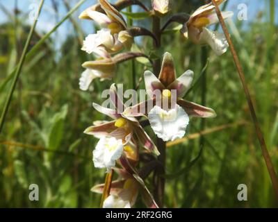 Marsh Helleborine ' Epipactis palustris', Orchideenfamilie, Blumen Juli August, in feuchten Sumpfgebieten, Dry Sandford, Oxford, Stockfoto