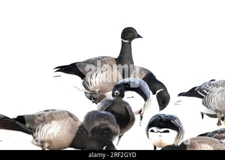 Dunkelbäugige Brent Goose (Branta bernicla bernicla, Branta bernicla), Truppensuche im Schnee, Niederlande, Frisia, Lauwersmeer Nationalpark Stockfoto