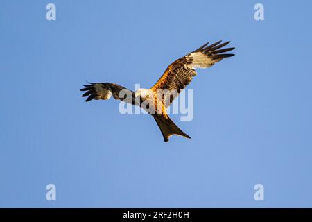 Roter Drachen (Milvus milvus), unreif im Flug, Niederlande, Drenthe Stockfoto