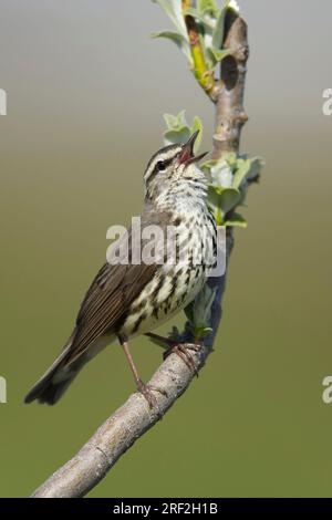 nördlicher Wassersoor (Seiurus noveboracensis, Parkesia noveboracensis), männlicher Gesang auf einem Zweig, USA, Alaska, Seward Halbinsel Stockfoto