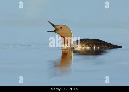 Rotkehltaucher (Gavia stellata), Erwachsener im Sommergefieber auf der Tundra-Lagune, USA, Alaska, Seward-Halbinsel Stockfoto