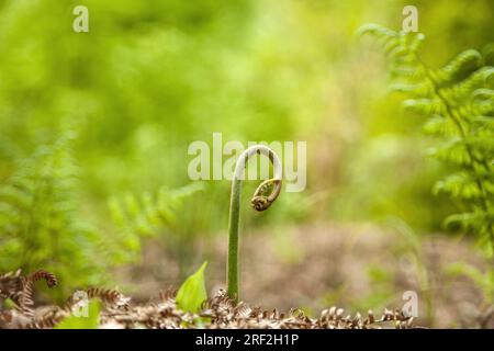 bracken-Farn (Pteridium aquilinum), junge abrollende Frond, Deutschland Stockfoto