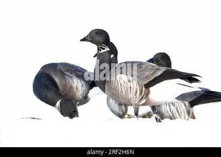 Dunkelbäugige Brent Goose (Branta bernicla bernicla, Branta bernicla), Truppensuche im Schnee, Niederlande, Frisia, Lauwersmeer Nationalpark Stockfoto