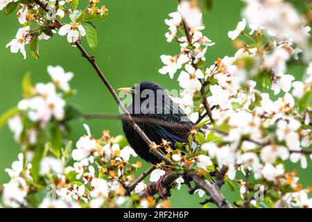 Gewöhnlicher Starling (Sturnus vulgaris), auf blühendem Fruchtfleisch, Niederlande, Frisia Stockfoto