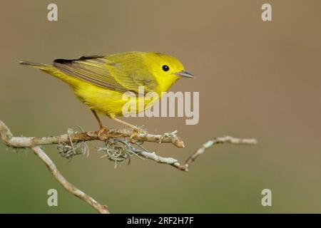 Gelbstürmer (Dendroica aestiva, Setophaga aestiva), männlicher Erwachsener, der auf einem Ast sitzt, USA, Texas Stockfoto