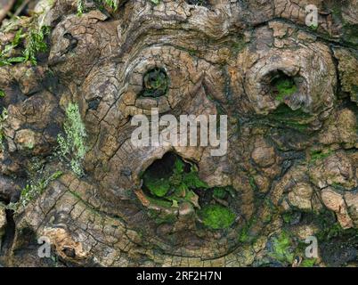 Holzstruktur eines toten Baumstamms, Gesichtsform, Deutschland Stockfoto