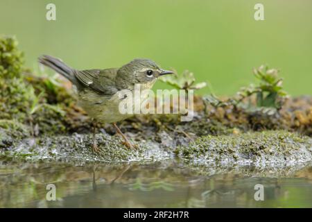 Schwarzkehlchen-Blaukehlchen (Dendroica caerulescens, Setophaga caerulescens), Erwachsene Frau, die an einem Trinkbecken steht, USA Stockfoto