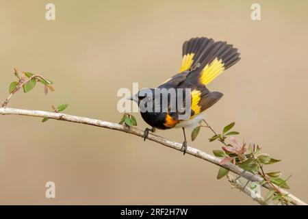 Amerikanischer RotStart (Setophaga ruticilla), männlicher Erwachsener, auf einem Zweig, USA, Texas Stockfoto