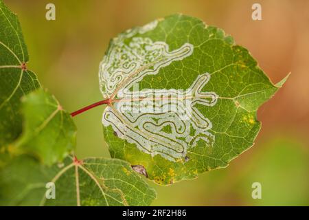 eaf-Miner (Phyllocnistis labyrinthella), Blattminen in den Blättern der Gemeinen Aspen, Populus tremula, Deutschland Stockfoto