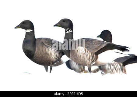 Dunkelbäugige Brent Goose (Branta bernicla bernicla, Branta bernicla), Truppensuche im Schnee, Niederlande, Frisia, Lauwersmeer Nationalpark Stockfoto