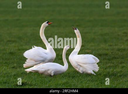 Stummer Schwan (Cygnus olor), männlicher und weiblicher stummer Schwan (Cygnus olor), der sich auf die neue Brutsaison während jung (polnischer Morph) aus dem letzten Jahr vorbereitet Stockfoto